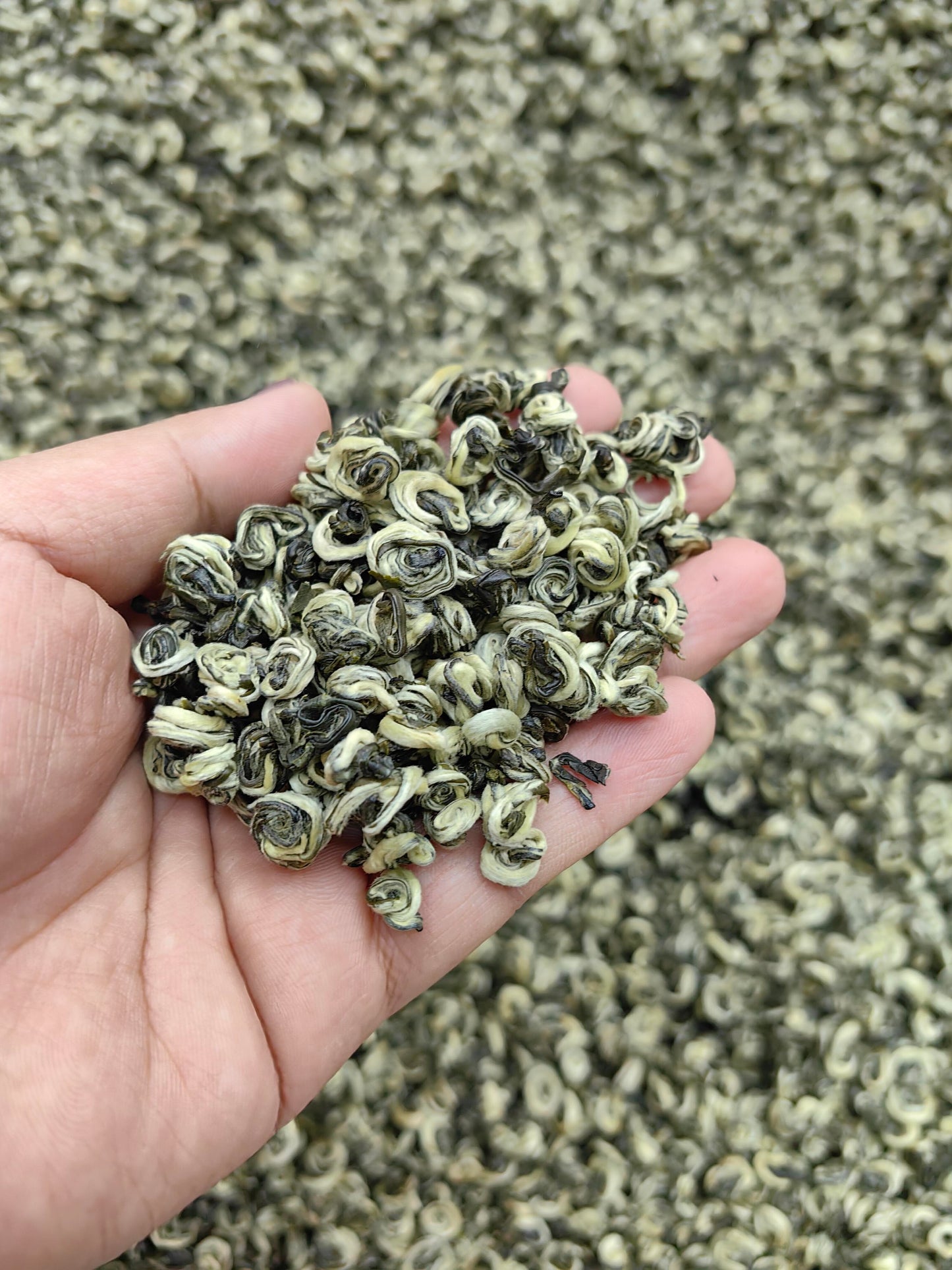 2026 "First-Pick" Pre-Chingming Bi Luo Chun Green Tea
