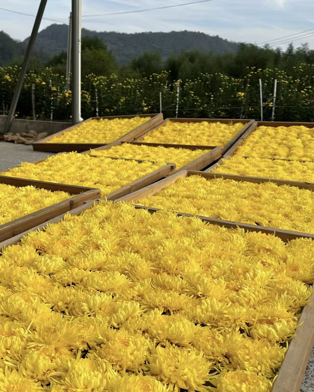 From nature’s heart to your cup, experience the gentle aroma and golden clarity of authentic chrysanthemum tea.