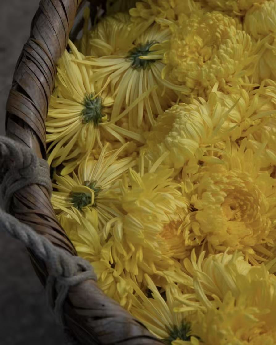 Awaken your senses with 2025 Natural Golden Silk Chrysanthemum Tea — the art of wellness in a single brew.