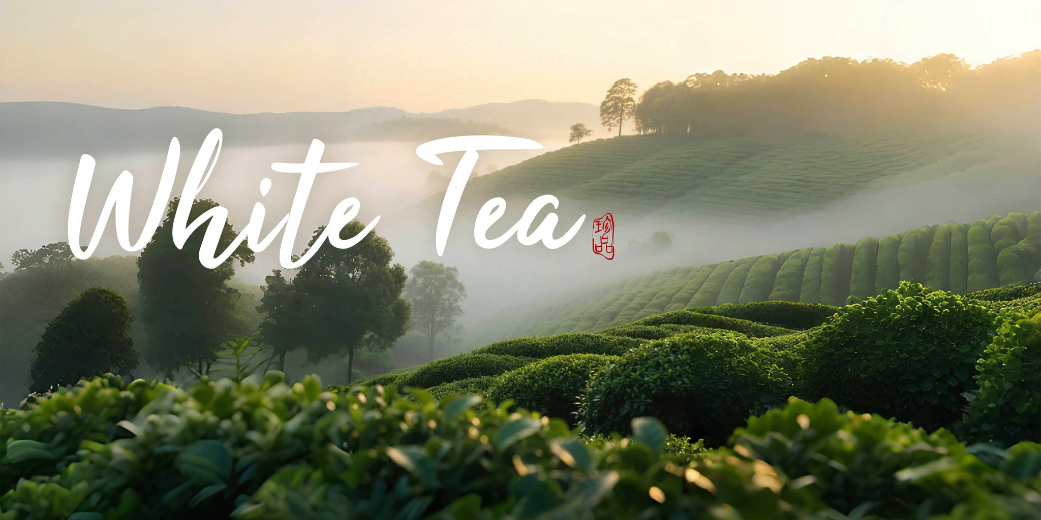 White Tea