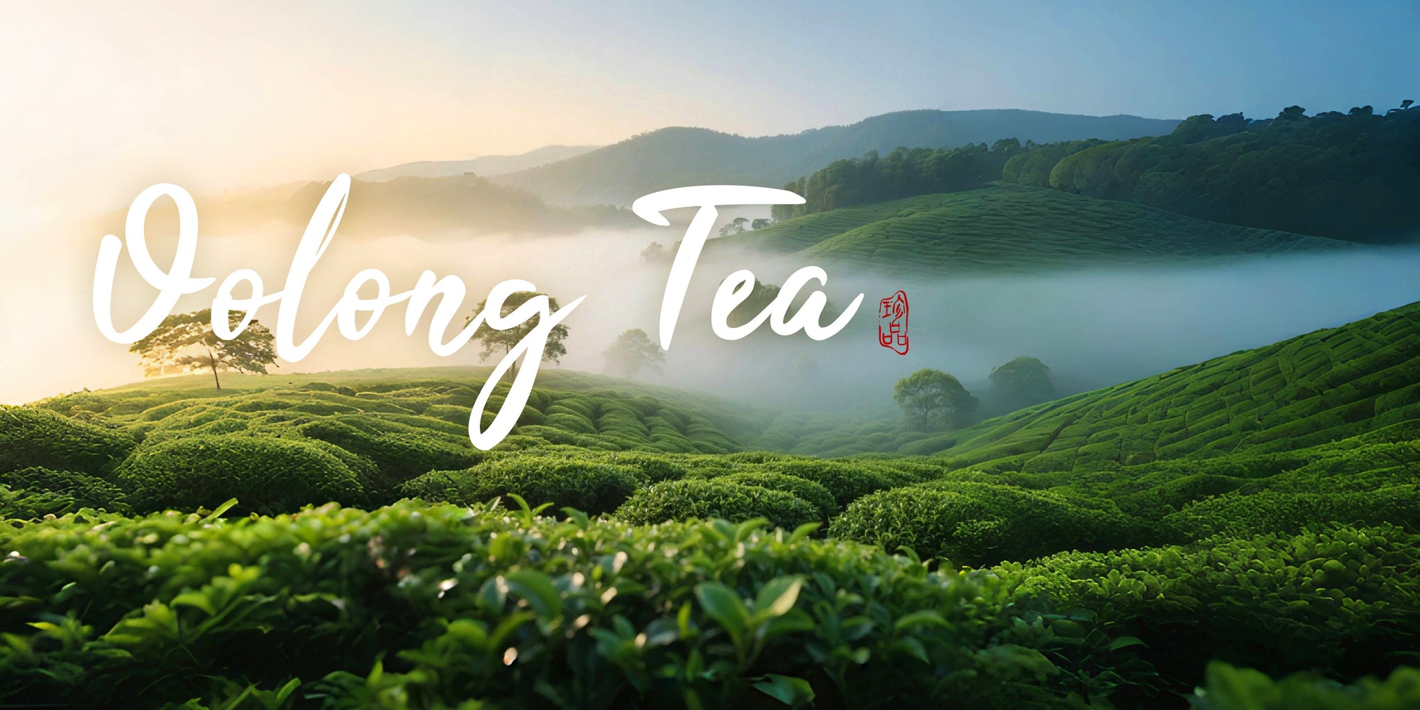 Oolong Tea