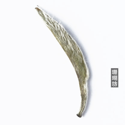 2024 First Spring Silver Needle White Tea – Handpicked Tea Leaves