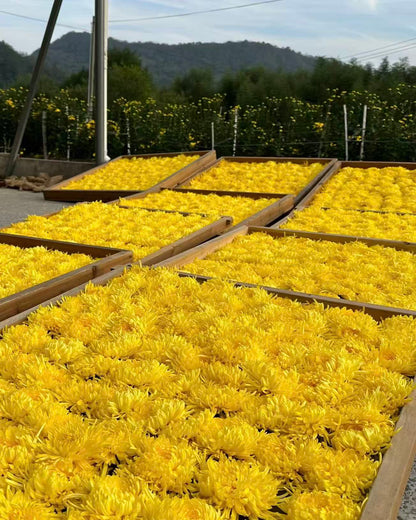 From nature’s heart to your cup, experience the gentle aroma and golden clarity of authentic chrysanthemum tea.