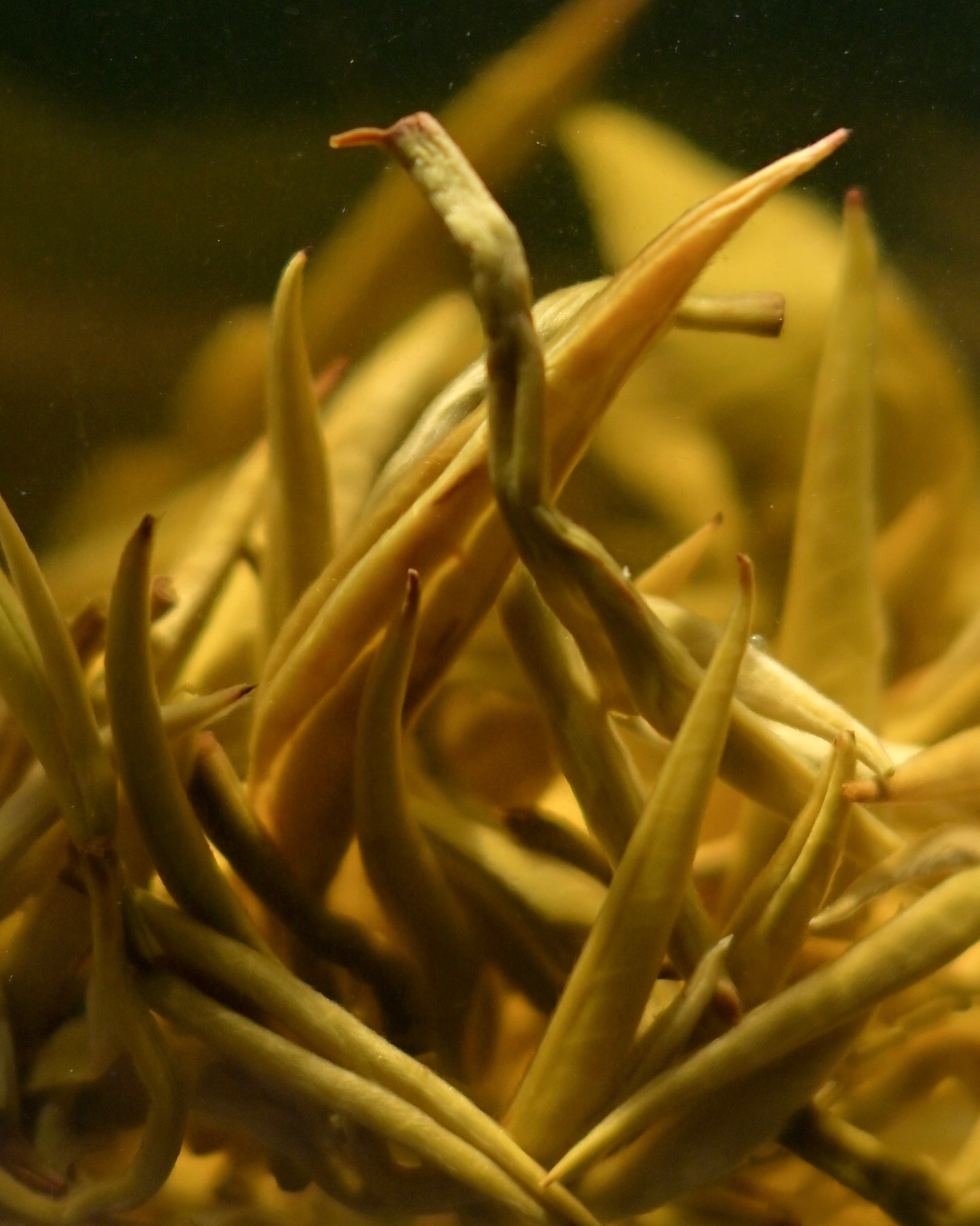 Traditional jasmine tea scenting process with fresh flowers and tea leaves layered together