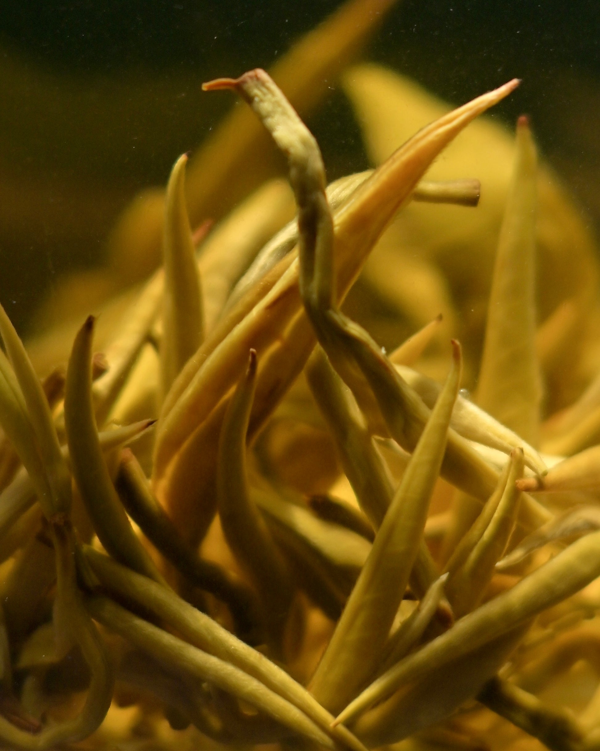 Traditional jasmine tea scenting process with fresh flowers and tea leaves layered together
