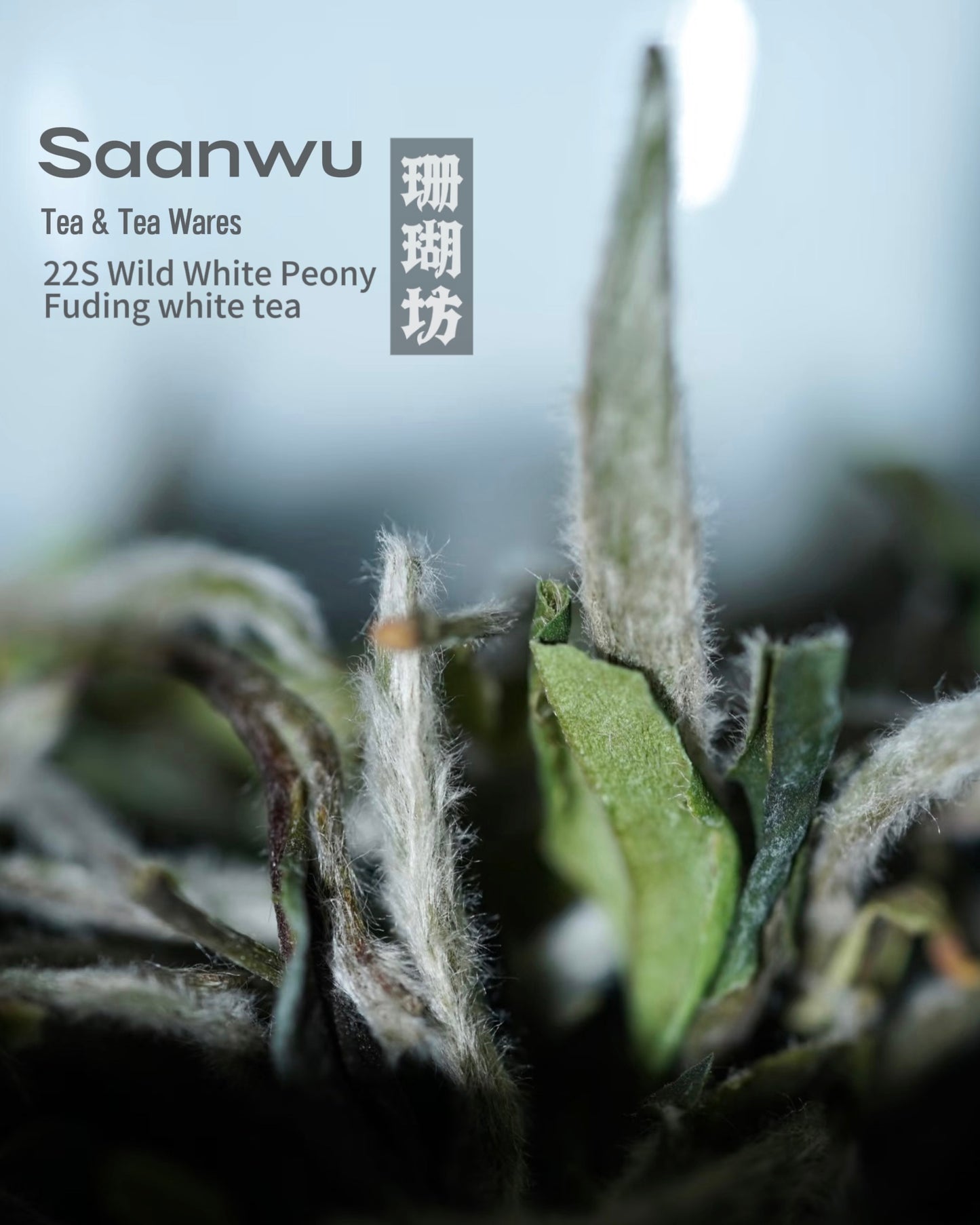 Brewing Wild White Peony loose tea in a porcelain gaiwan without rinsing, using 90–95°C water to best release its flavor